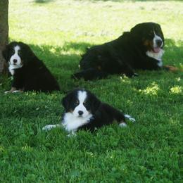 Bernese Mountain Dog Puppies from Lonesome Pine Farm