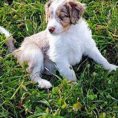 Bordoodle Puppies from Brisby Bordoodles