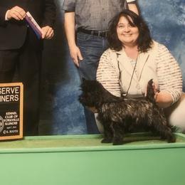 Cairn Terrier All Grown Up from Fae Hallow