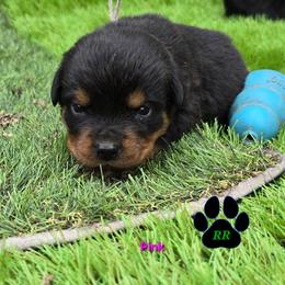 Pink - Black and mahogany female Rottweiler puppy in Tangent, Oregon from Raya's Royals