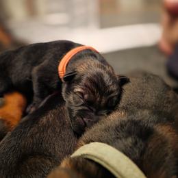 Orange collar (Bingo) - Sable male German Shepherd puppy in Hermitage, Pennsylvania from Shepherds of the Hundred Acres