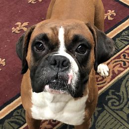 Boxers and Miniature Schnauzers from Williams Pups