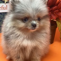 Luna - Blue merle Pomeranian puppy in Brentwood, California from Royalpawpoms