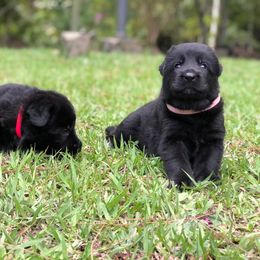 German Shepherd Puppies from Zwinger vom Schneider Wald