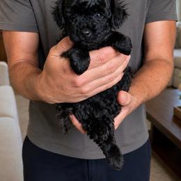 Hugo - Black male Poodle puppy in Aurora, Oregon from Divine Poodles