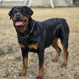 Xochi - Rottweiler