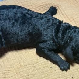 Girl 4 - Black female Poodle puppy in Mountain View, Arkansas from Ramer’s Spring Poodles
