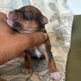 Moses - Wheaten male Miniature Schnauzer puppy in Hemet, California from Journee Home Mini Schnauzers