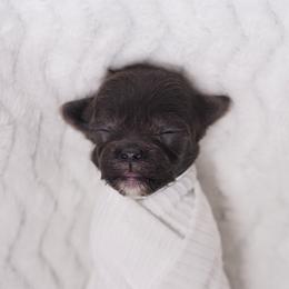Doc (Green Collar) - Silver male Shihpoo puppy in Las Vegas, Nevada from Plush Toy Poodle Puppies & Pals