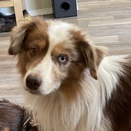 Buckaroo  - Miniature American Shepherd