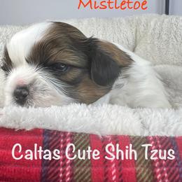 Mistletoe - Red and white male Shih Tzu puppy in Vernon, New Jersey from Calta’s Cute Shih Tzu