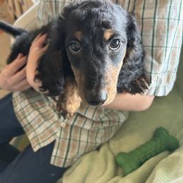 Dachshund Puppies from Dashing Doxie’s