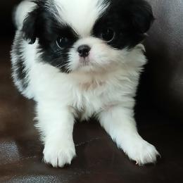 Curtis - Black and white male Japanese Chin puppy in Salem, Oregon from Chinnychinchinofsalem