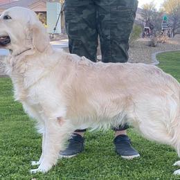 Beau - Golden Retriever