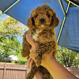 Sapphire- Grey collar - Red female Cavapoo puppy in South Jordan, Utah from Lucky Doodle Pups
