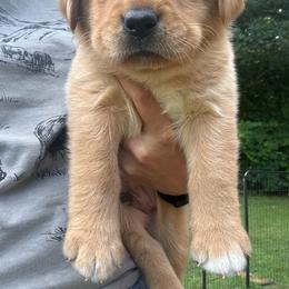 Honey - Yellow male Labrador Retriever puppy in Weare, New Hampshire from Emily's Labrador Retrievers