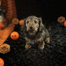 Dachshund puppies from Crowesnest Dachshund