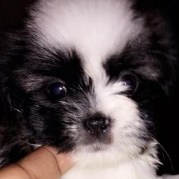 Shih Tzus from Darcy's Shih Tzu