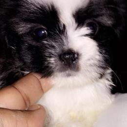 Shih Tzus from Darcy's Shih Tzu