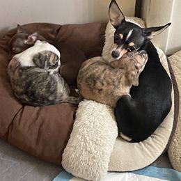 Gracie - Chihuahua