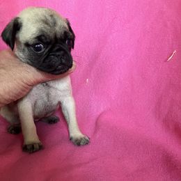 Girl 1 - Fawn female Pug puppy in Brooksville, Florida from Windsorsprings