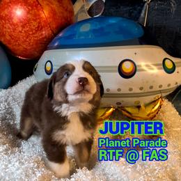 Australian Shepherd Puppies from Firelight Australian Shepherds