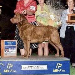 Kodi - Chesapeake Bay Retriever