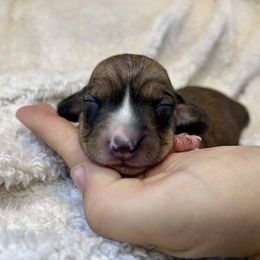 Beethoven - Red male Dachshund puppy in Browns Valley, California from Hidden Oaks Dachshunds