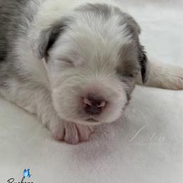 Buckeye - Blue merle male Australian Shepherd puppy in Jonesborough, Tennessee from Lotus Australian Shepherds