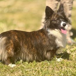 Lassie - American Corgi