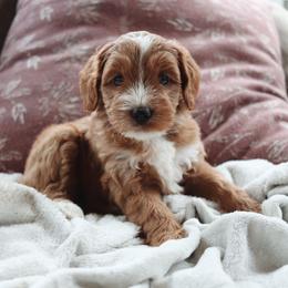 Cocoa - Apricot female Goldendoodle puppy in Atlanta, Georgia from Cedarcrest Goldendoodles