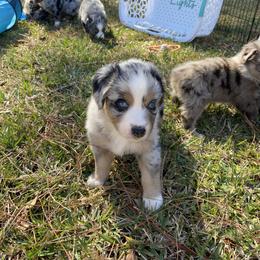 Australian Shepherd Puppies from BarberHof’s  Australian Shepherds