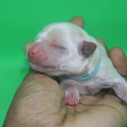 Snow White - White female Morkie puppy in Eastpointe, Michigan from YorkiesPawsLife