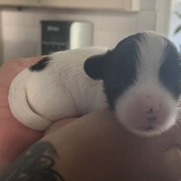 Pachuco - White and black male Chinese Crested puppy in Venice, Florida from Crowned Chinese Cresteds