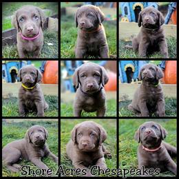 Chesapeake Bay Retriever Puppies from Shore Acres Chesapeakes