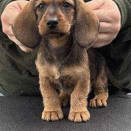 Dachshund Puppies from Passport Dachshunds