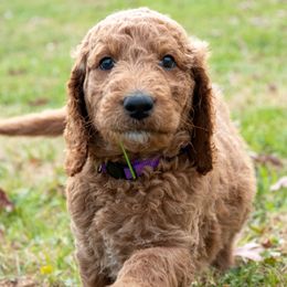 Purple Girl - Goldendoodle puppy from Botcherby Doodles
