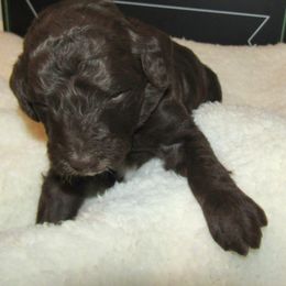 Goldendoodle and Poodle Puppies from David & Patricia Elliott