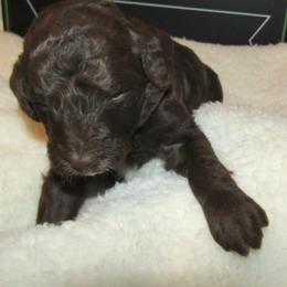 Goldendoodle and Poodle Puppies from David & Patricia Elliott