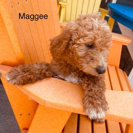 Goldendoodle Puppies from Kim’s Doodles