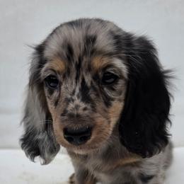 Black Boy - Dapple male Dachshund puppy in Woodland, Washington from SJs Dachshunds