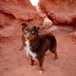 Sam - Miniature Australian Shepherd