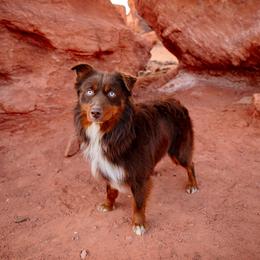 Sam - Miniature Australian Shepherd