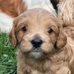 Cavachon, Cavalier King Charles Spaniel, and Cavapoo Puppies from Comfort Cavs