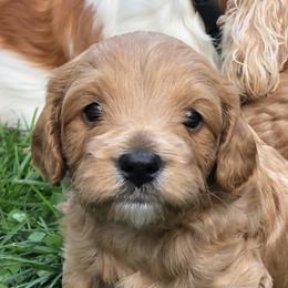 Cavachon, Cavalier King Charles Spaniel, and Cavapoo Puppies from Comfort Cavs