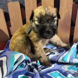 Male spot 2 - Wheaten male Soft Coated Wheaten Terrier puppy in Gladewater, Texas from Felicias Swheaties