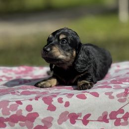 Dachshund Puppies from Ultimate_Doxies