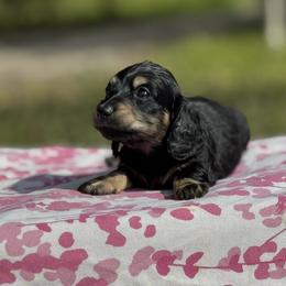 Dachshund Puppies from Ultimate_Doxies