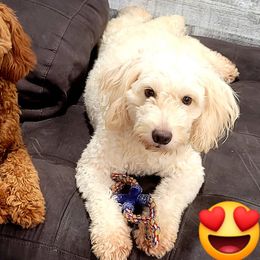 Goldendoodles and Poodles from Loyal Companions of America