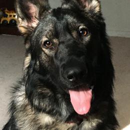 German Shepherd puppies from German Shepherds of Virginia